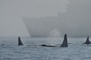 Our Canadian warships love to go whale watching too