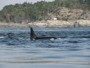 Orcas- we saw about 2 dozen orcas and 1 humpback whale and hundreds of seals and sealions!