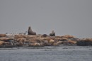 Sealions at Race Rocks. You don