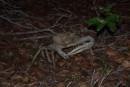 This giant land crab scared the heck out of our friend, Jayne Beason