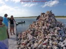 Huge pile of conch shells