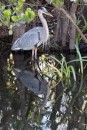 Blue Heron in Everglades National Park
