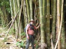 Jim Cosgrove and some large bamboo