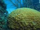 Brain coral at Glover