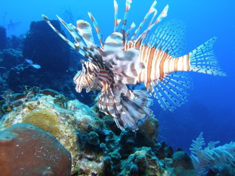 Lots of lionfish. These fish are decimating the reefs of the Caribbean because of their voracious appetites. 