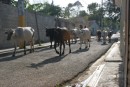 Boney cattle on the main street of Luperon