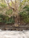 Isla del Toros Tree