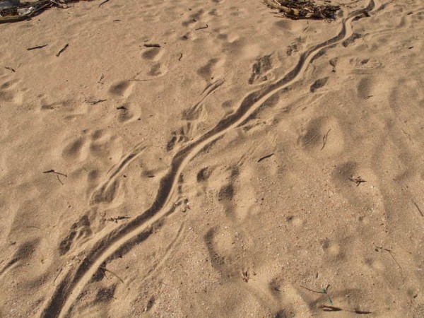 Crocodile tracks at Morro Cicique