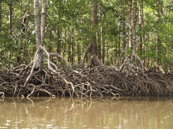 Mangroves up Rio Cicique, Isla del Ray