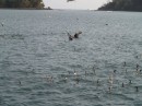 pelicans and cormorants, isla del ray