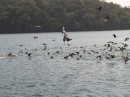 pelicans and comorants, isla del ray