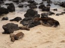 sea lion family