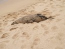 sandy sea lion