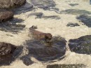 sea lion pup