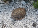 Turtle shell on beach, Kauehi atoll, Tuamotu Archipelago