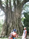 Banyan tree, with Brian and our local volunteer guide.