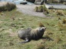 Seal, north of Dunedin