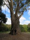 Big tree in Botanic Gardens, Christchurch