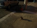 Dog on sidewalk, Barra de Navidad