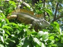 Iguana in tree, La Cruz de Huanacaxtle.