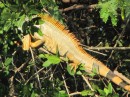 Iguana tail, Paradise Village estuary