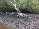 Oysters growing on mangroves. Bundabah Creek, North Arm Cove, Port Stephens. Feb 2012