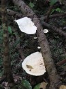 Fascinating Fungi - Iluka Rainforest Jan 2012
