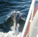 Bottlenosed dolphin off the bow on the way from Port Stephens to Lake Macquarie. 23-2-2012