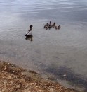 Ducklings on Lake Macquarie. Sighted at Croudace Bay 29-2- 2012