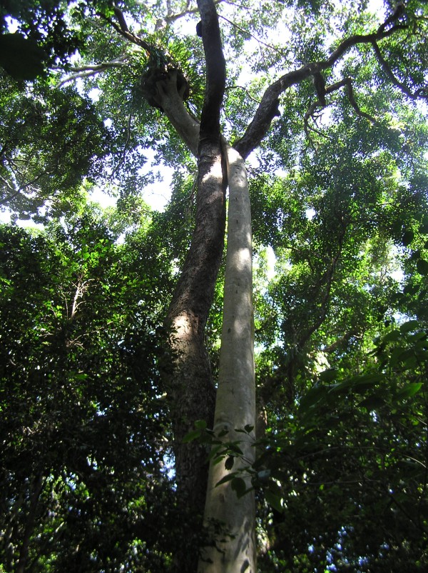 Trees in Love - Iluka Rainforest Jan 2012
