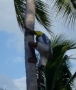 Climbing a coconut tree. Amazing. Mali Beach, Alor. 6/9/13