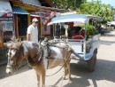 Our pony cart. It was a stinking hot day and a trip of some 4 or 5 Km. The poor pony was looking so tired that we asked the driver to stop before we