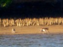 Monkeys on the low tide flats, Loh Buaya. 19-9-13