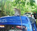 Just parked at Monkey Forest, Ubud and this bloke claimed Jimmy. 2-10-13