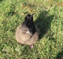 Baby Shearwater (Mutton Bird) on Broughton 26-4-12