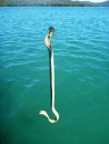 Sea Snake caught in Island Head Creek. 24-7-12