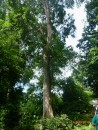 Wild almond tree. These giants protect the nutmeg trees. 21-8-13