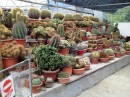Gives some idea of the range and maturity of Cacti at C H Lavender Farm. 25-11-13