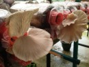 This is what Malays call a mushroom. They