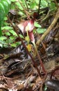 Cobra Lily. Cameron Highlands. 26-11-13