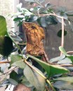 A perky little Cameron Highlands lizard. 26-11-13