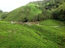 BOH tea plantation. That is harvesters in the top centre. Cameron Highlands. 26-11-13