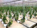 Tomatoes, again fed hydroponically. MARDI Agro Research Farm. C H. 25-11-13 
