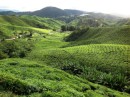 BOH Tea Plantation. Cameron Highlands. 26-11-13