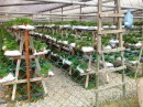 Hydroponically grown strawberries in coconut fibre. C H Lavender Farm. 25-11-13