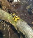 Bumble Bee Dart frog. KL Aquaria. 27-11-13
