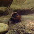 Water rat, KL Aquaria. 27-11-13