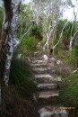 Some of the steps on the Whitsunday Peak walk. When doing these walks one can but wonder at the skill and dedication of those who set them up and still maintain them. We dips our lid! 7-1-13