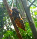 Cicada, Whitsunday Island. these little guys kick up an unbelievable racket when you walk into their area. If you stop, they quieten somewhat but move and up goes the volume again! 6-1-13