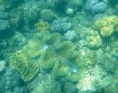 Another Giant Clam. Low Islets. 2-12-12